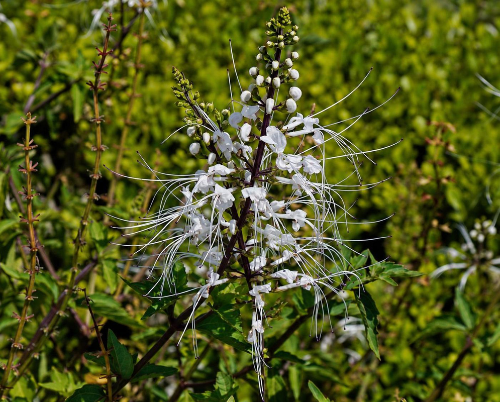 Orthosiphon aristatus Flower Details Orthosiphon aristatus has a white flower spike with long stamens