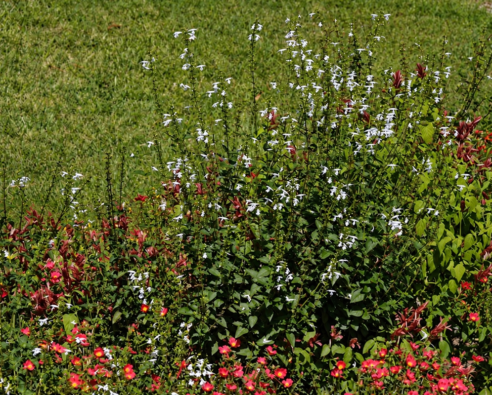 Orthosiphon aristatus Flower Details Orthosiphon aristatus has a white flowering shrub beside garden path