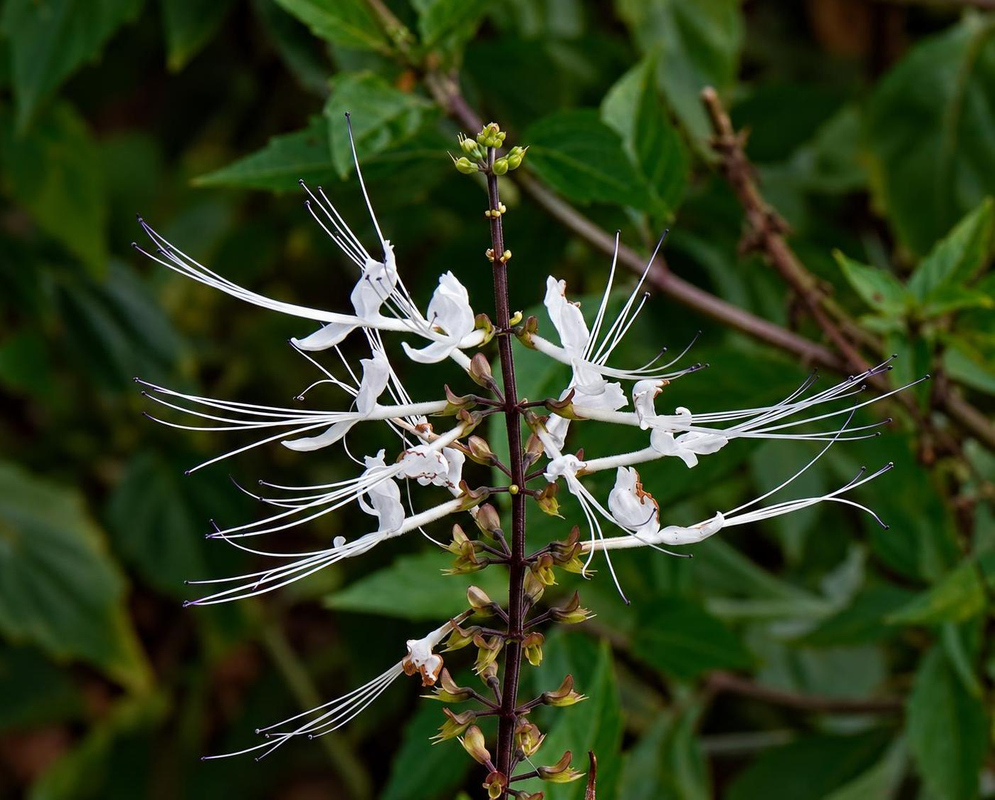 Orthosiphon aristatus Flower Details Orthosiphon aristatus has white flowers and bare brown stems