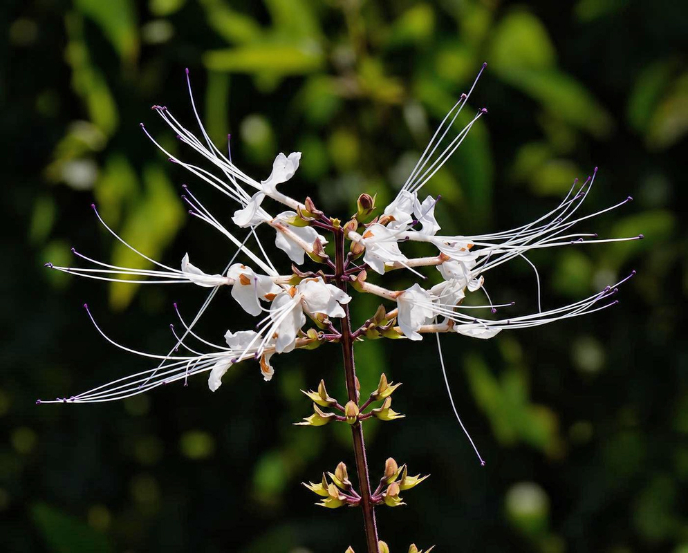 Orthosiphon aristatus Flower Details Orthosiphon aristatus has white flowers with radiating filaments