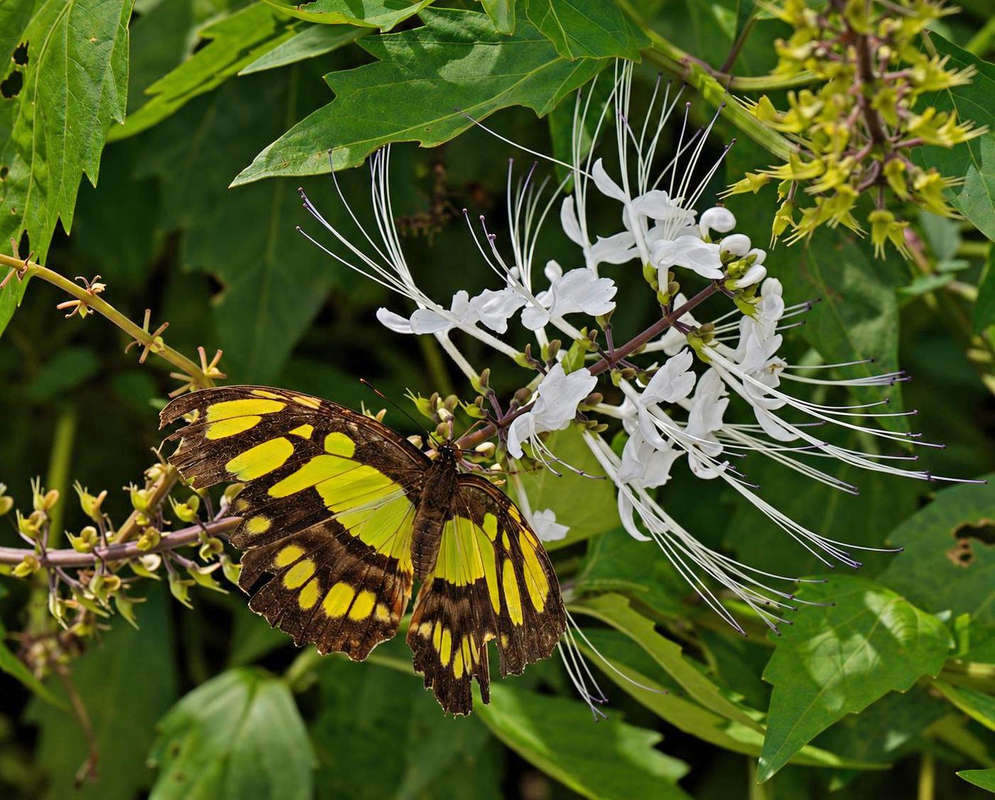 Orthosiphon aristatus Flower Details Orthosiphon aristatus has a yellow black butterfly on white flowers