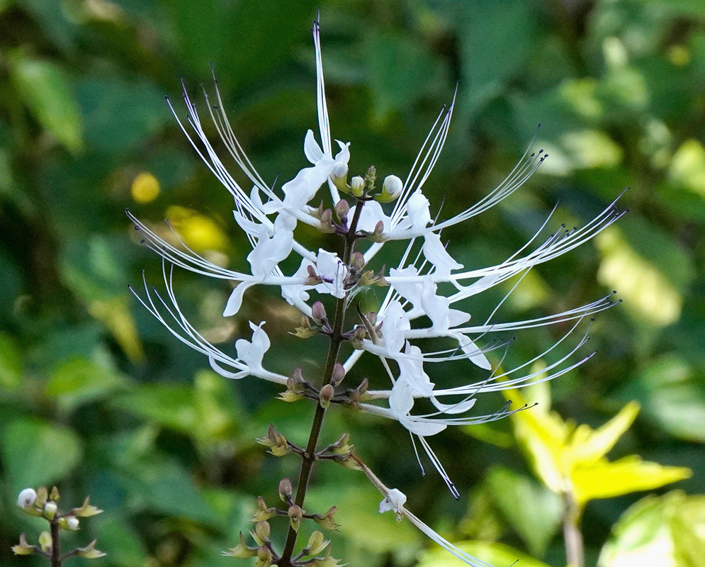 White Orthosiphon aristatus flowers spread long fine stamens from an upright flowering spike