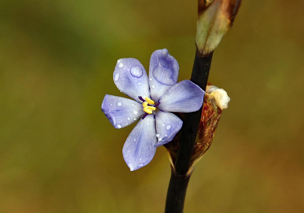 Purple-blue Orthrosanthus chimboracensis flower with yellow anthers covered in raindrops