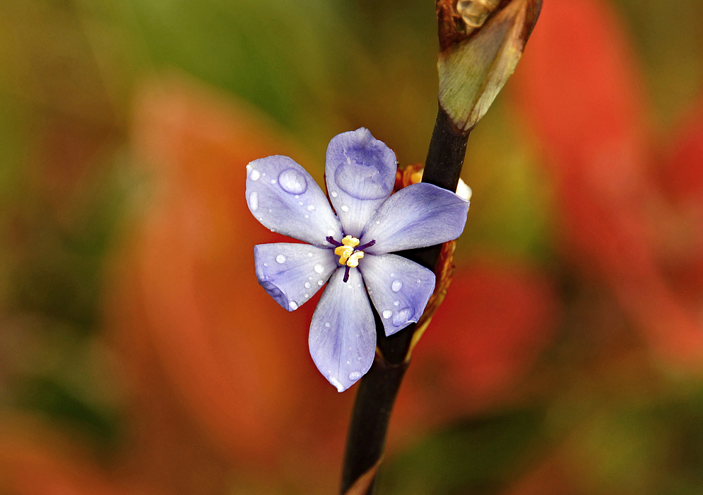 Lavender colored Orthrosanthus chimboracensis flower with yellow anthers covered in raindrops