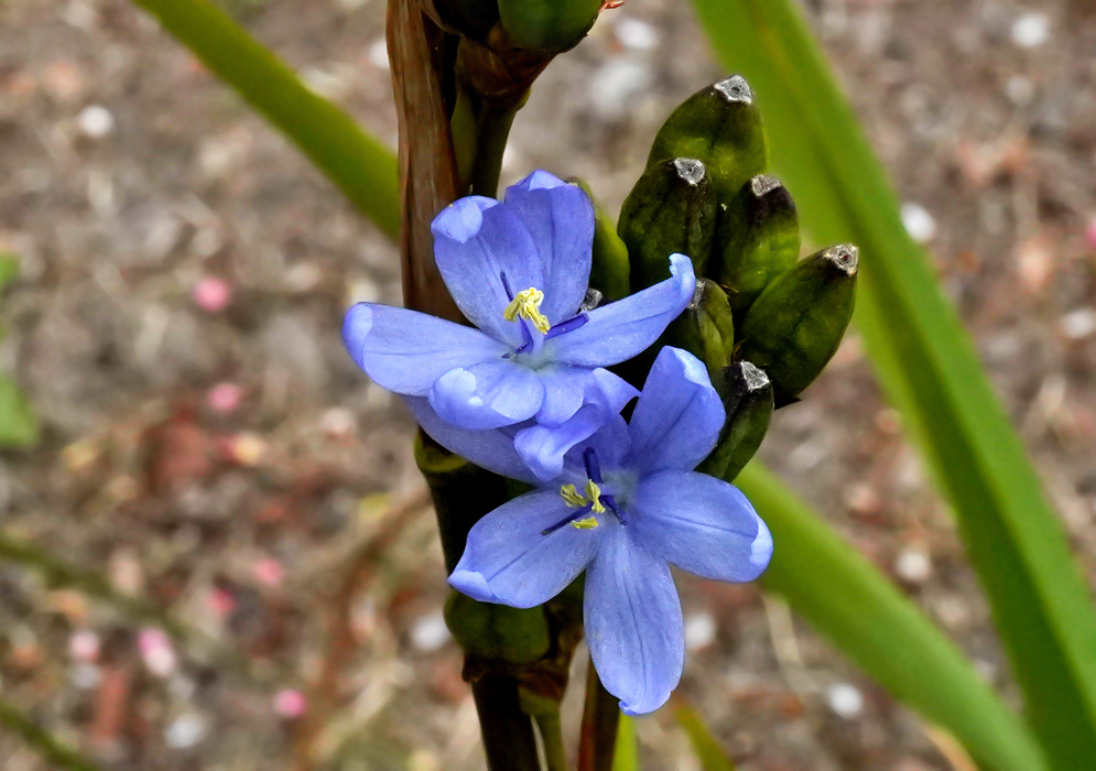 Orthrosanthus chimboracensis inflorescences with blue flowers