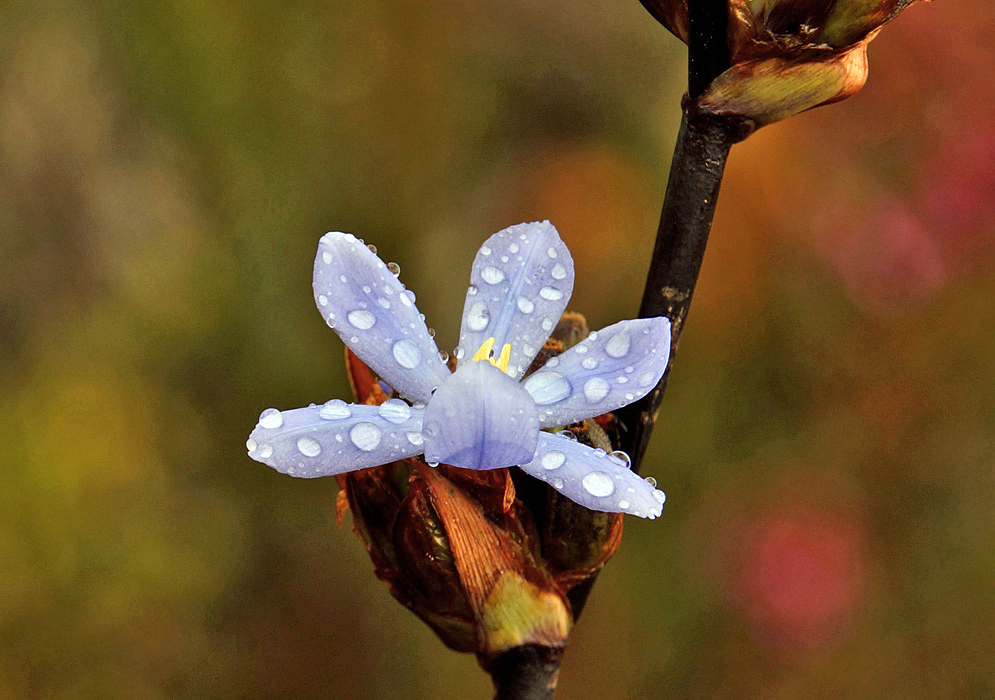 Orthrosanthus chimboracensis flower with five of six petals open covered in raindrops