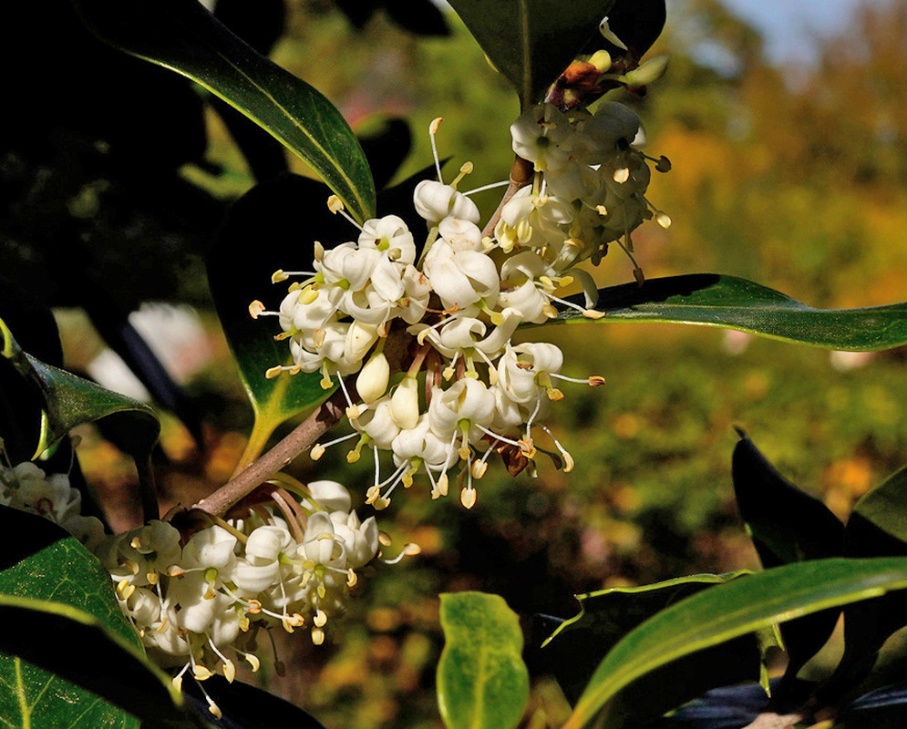 Small creamy-white Osmanthus heterophyllus flowers cluster along a branch among narrow green leaves
