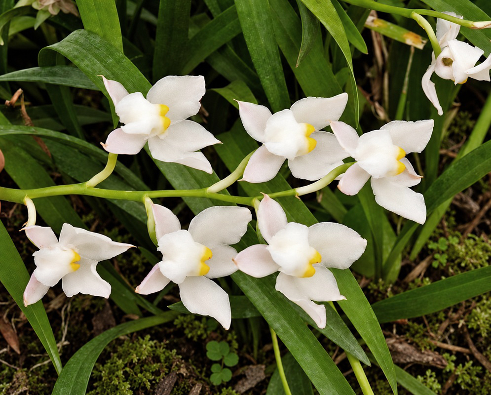 White Osmoglossum pulchellum orchid flowers spread broad segments around pale yellow centres on slender stalks