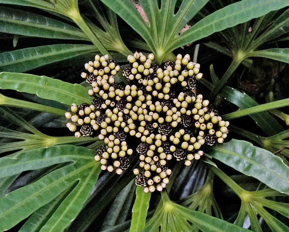 Dense clusters of round pale Osmoxylon lineare buds sit among leaves divided into narrow radiating segments