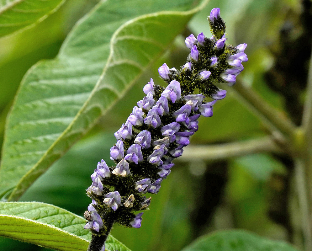 Small lavender-purple Otholobium mexicanum flowers crowd an upright spike among dark buds and green leaves