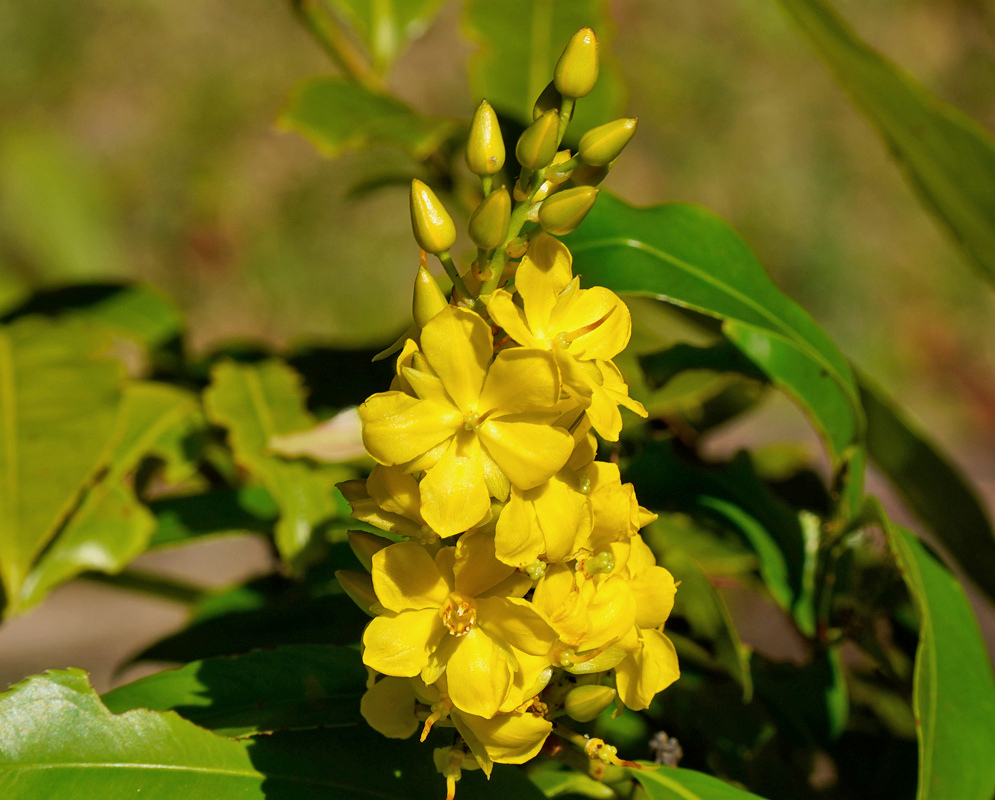 Bright yellow Ouratea lucens flowers open with five spreading petals among pointed yellow-green buds