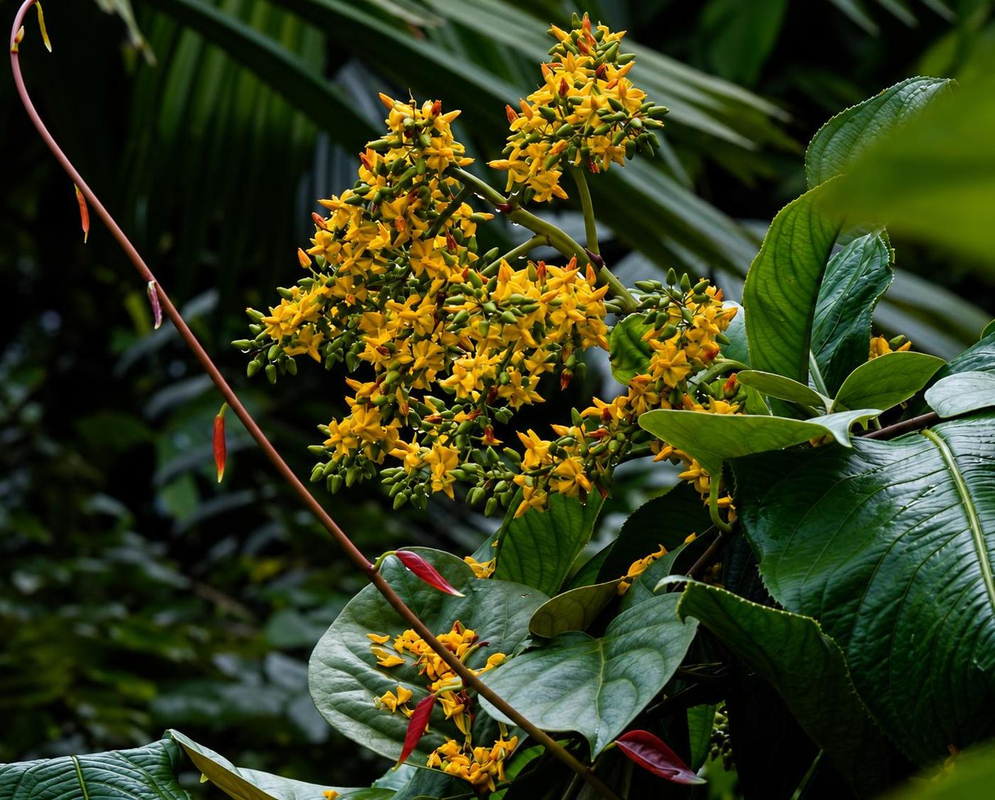Ouratea theophrasta has a branching yellow flower spray