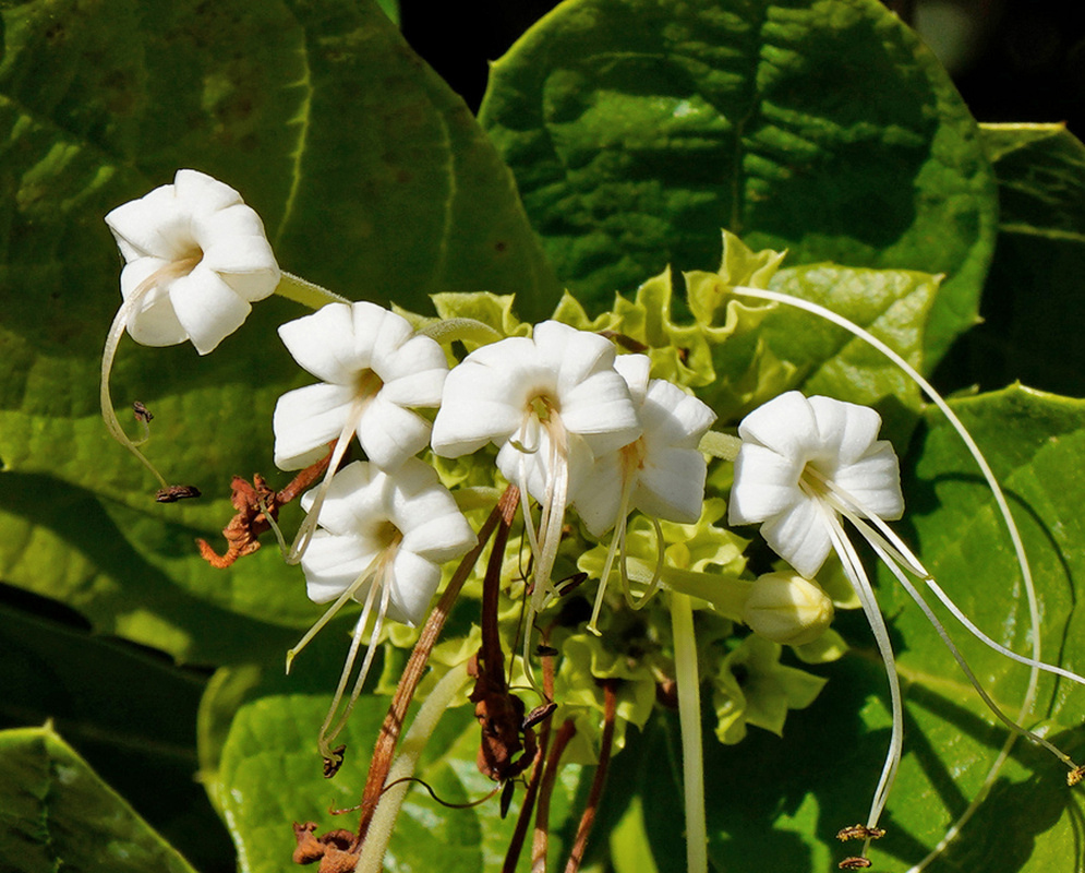 White Ovieda spinosa flowers carry long projecting stamens and styles in a cluster among green leaves