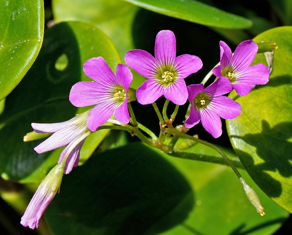 Pink-magenta Oxalis debilis flowers spread five petals around pale throats beside slender pink buds