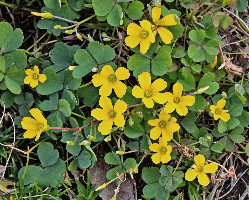Small golden-yellow Oxalis dillenii flowers open above three heart-shaped green leaflets
