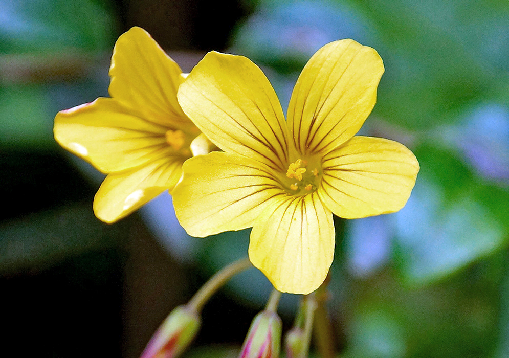 A yellow Oxalis integra flower with brown stripes