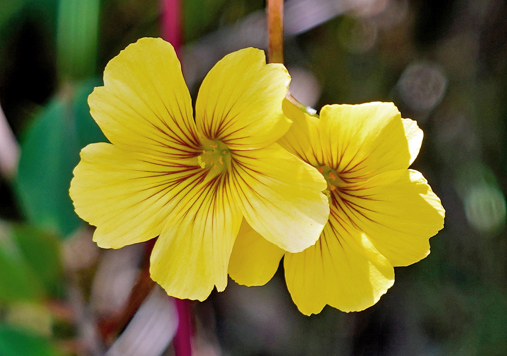 A yellow Oxalis integra flower with brown stripes in sunlight