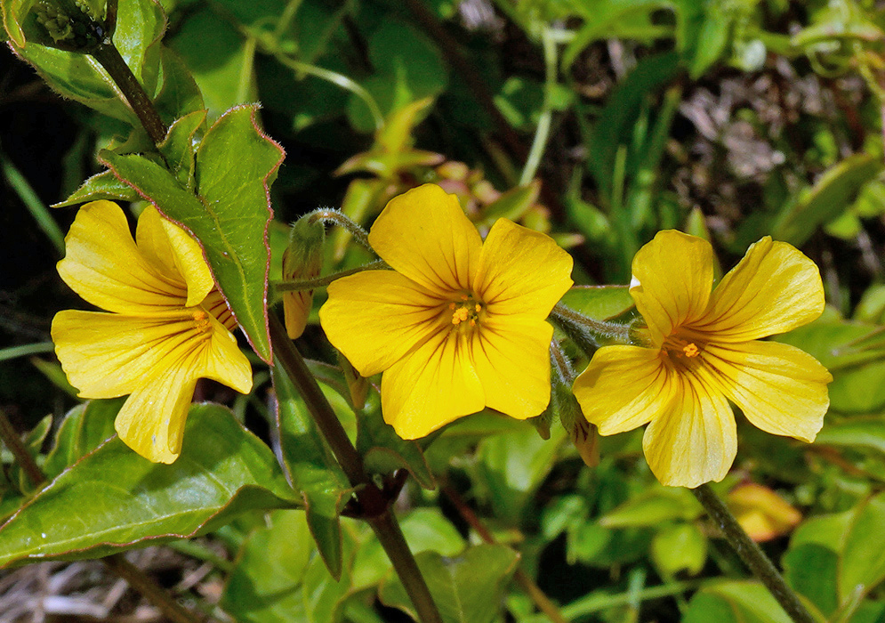 Yellow Oxalis macrorrhiza flowers show five broad petals marked by fine orange-brown veins near their centres