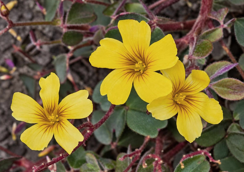 Small yellow Oxalis medicaginea flowers show fine brown veins above green foliage and purplish stems