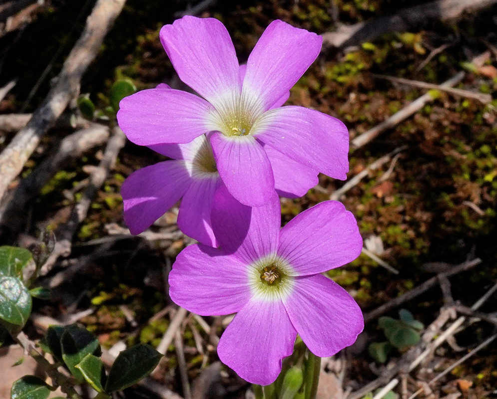 Pink-purple Oxalis moqueguensis flowers have five rounded petals surrounding white throats with green centres