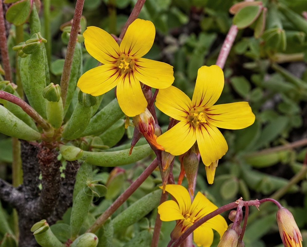 Oxalis peduncularis has yellow flowers and pink stems