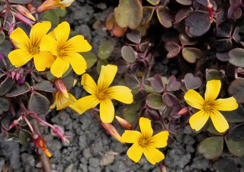 Yellow flowers labeled Oxalis rubra show brown veins above dark burgundy foliage