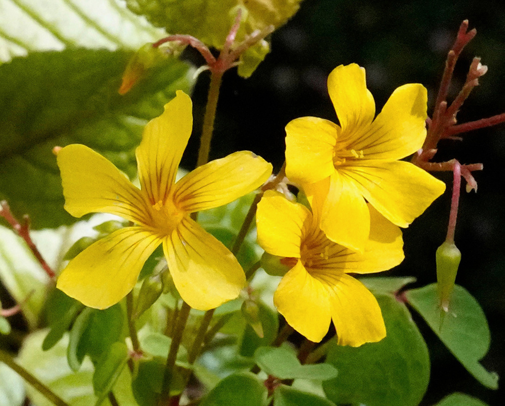 Yellow Oxalis spiralis flowers spread five rounded petals with fine brown veins around their centres