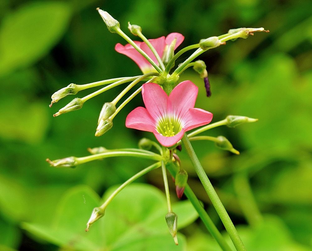 Oxalis tetraphylla pink flower with a green and yellow throat