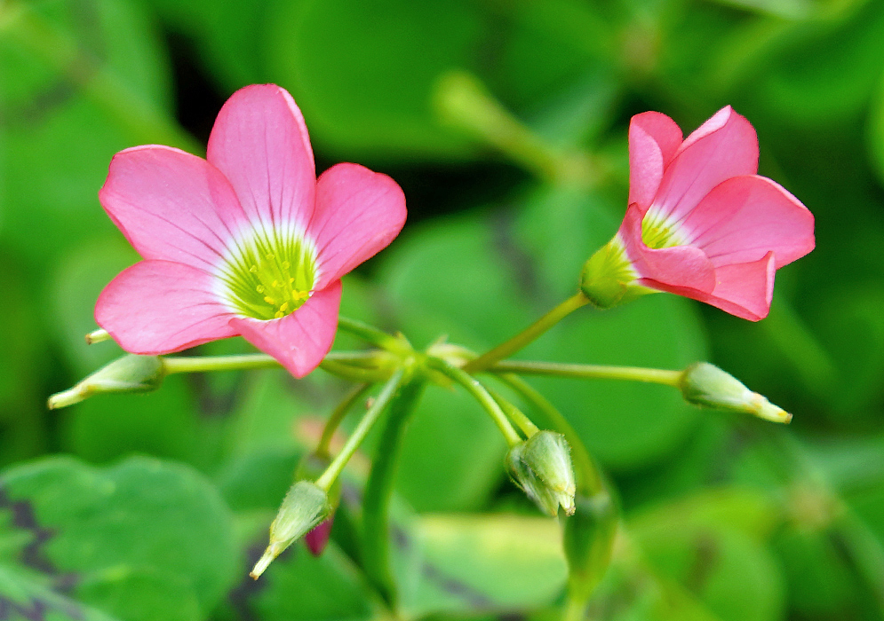 Oxalis tetraphylla pink flowers with a green and yellow throats