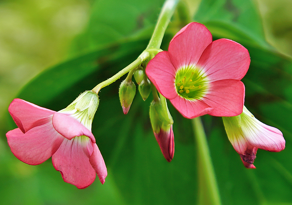Oxalis tetraphylla pink flowers and buds