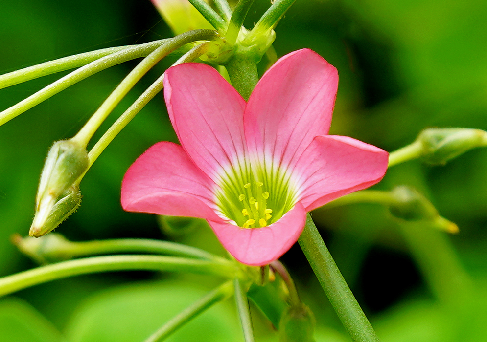Oxalis tetraphylla Pink Flower with a white, green and yellow center
