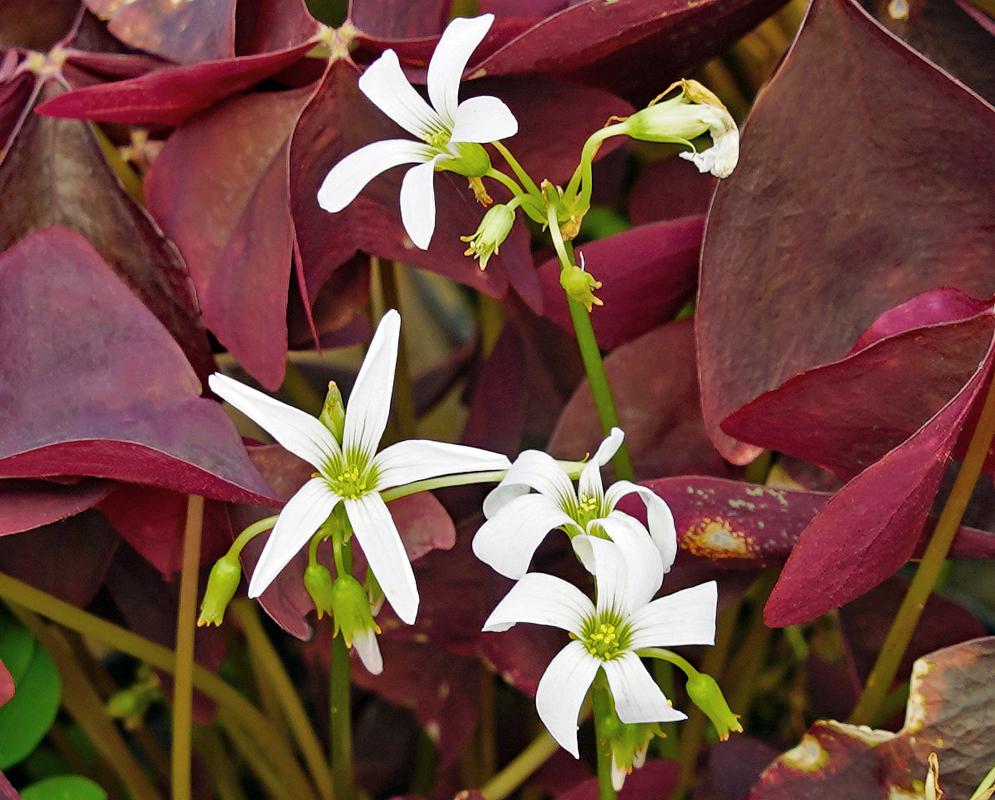 Oxalis triangularis white flower with a green center and yellow anthers above red-purple leaves