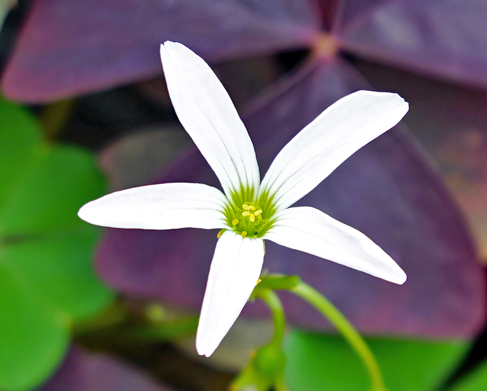 Oxalis triangularis white flower with a green center and yellow anthers