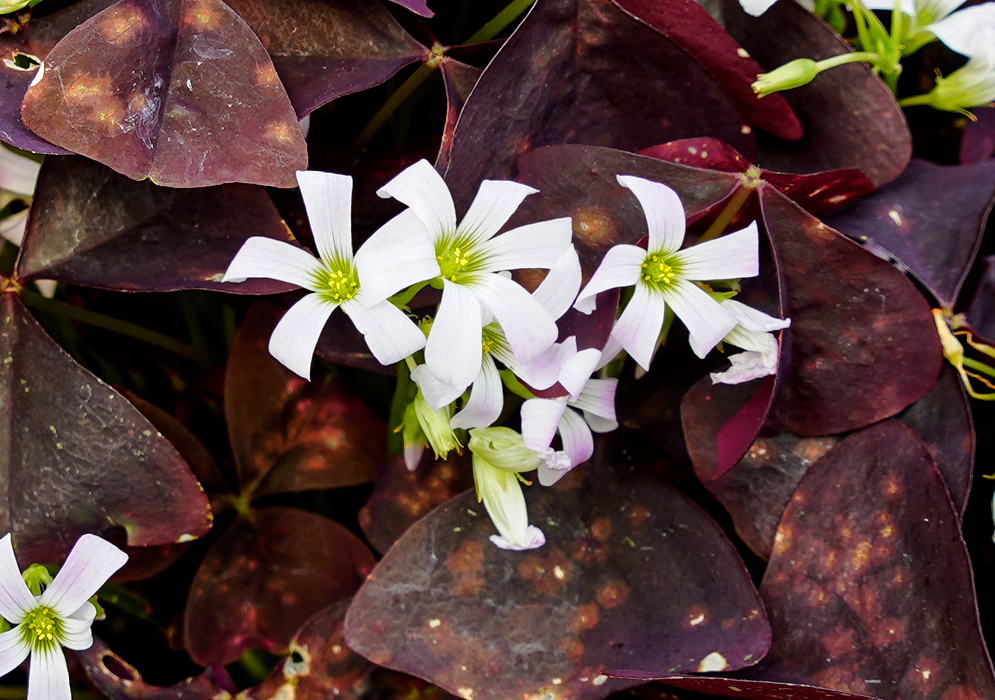 Oxalis triangularis white flowers with a green centers and yellow anthers