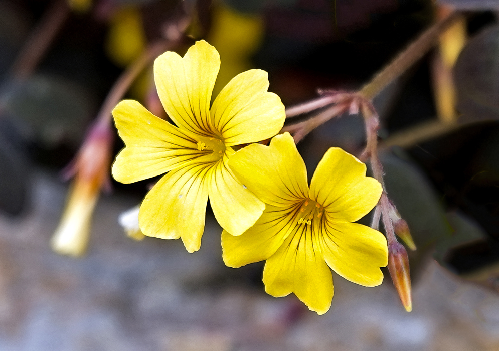 Two yellow Oxalis spiralis flowers with brown stripes and burgundy stems