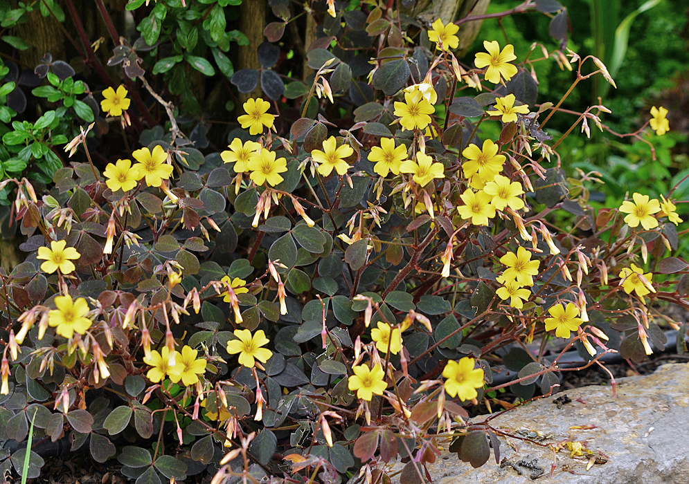 Yellow Oxalis spiralis flowers with dark leaves