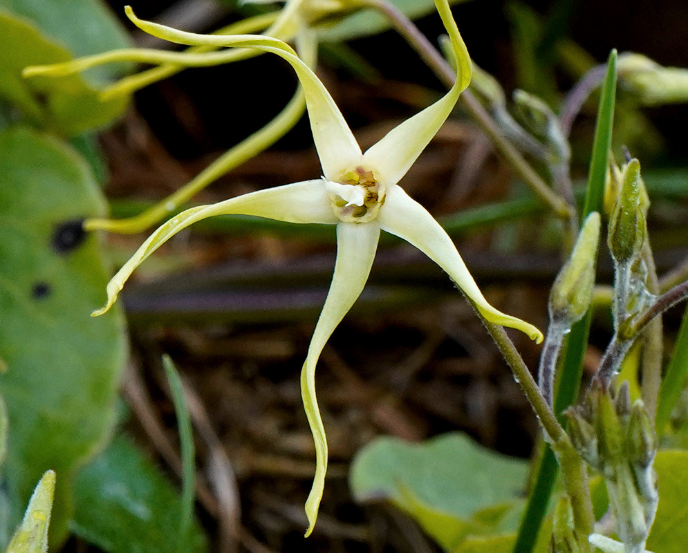 Cream-white Oxypetalum cordifolium flowers spread five narrow segments with long curling tips among green foliage