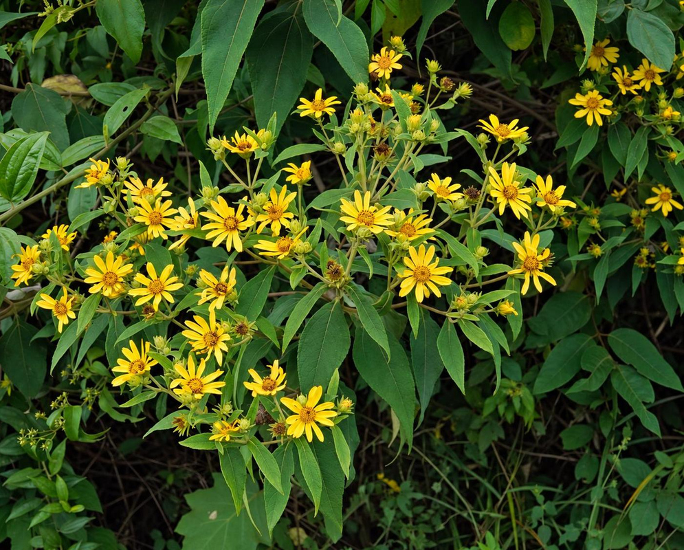 Oyedaea verbesinoides Flower Details Oyedaea verbesinoides has yellow daisies among pointed leaves