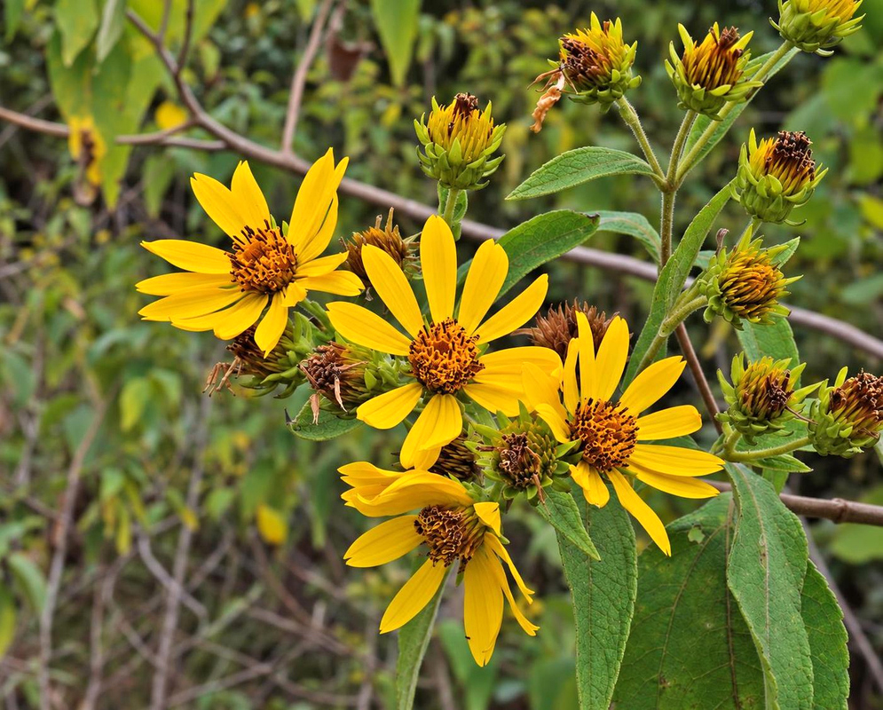 Oyedaea verbesinoides Flower Details Oyedaea verbesinoides has yellow daisies on branched stem