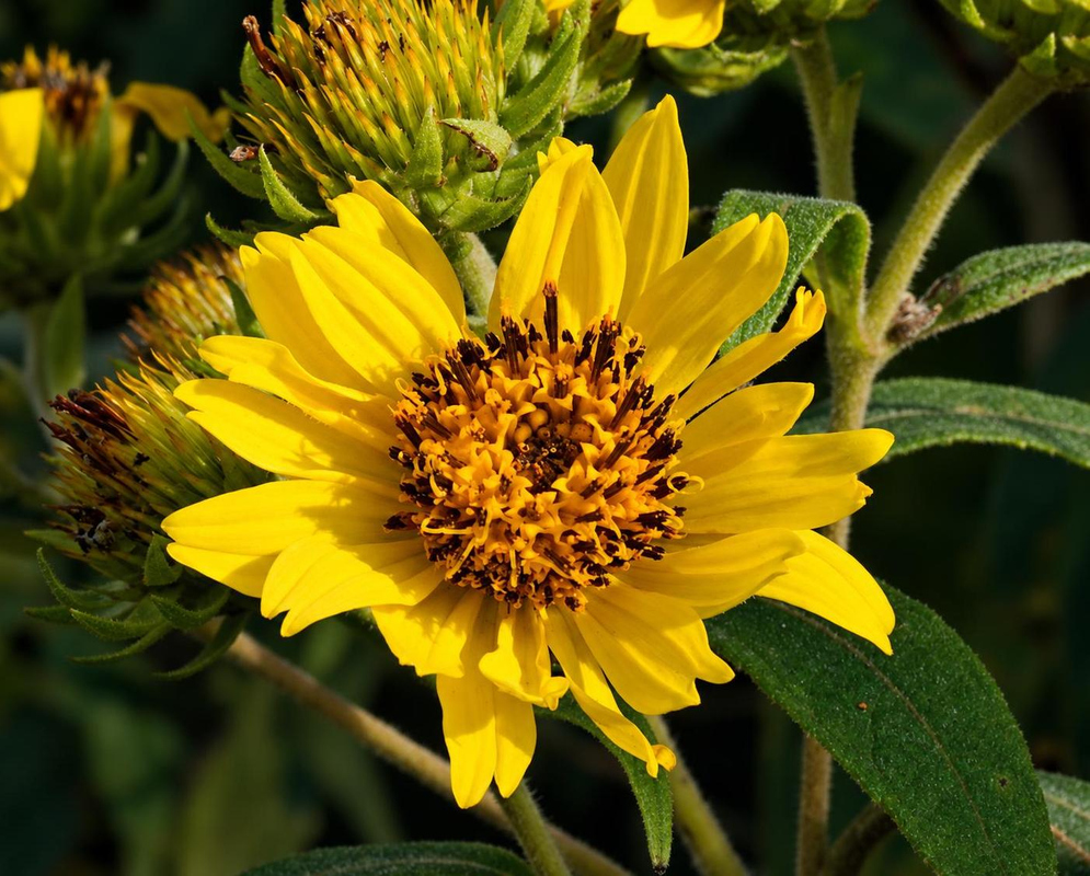 Oyedaea verbesinoides Flower Details Oyedaea verbesinoides has yellow daisy and pointed buds