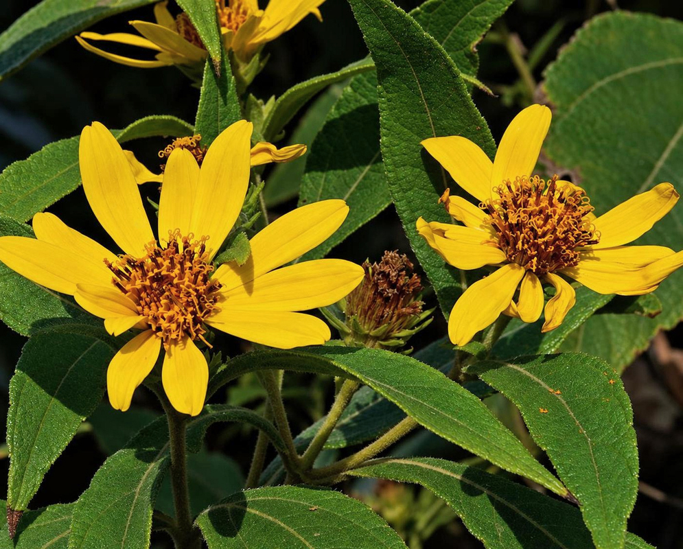 Oyedaea verbesinoides Flower Details Oyedaea verbesinoides has a yellow daisy pair with brown centers