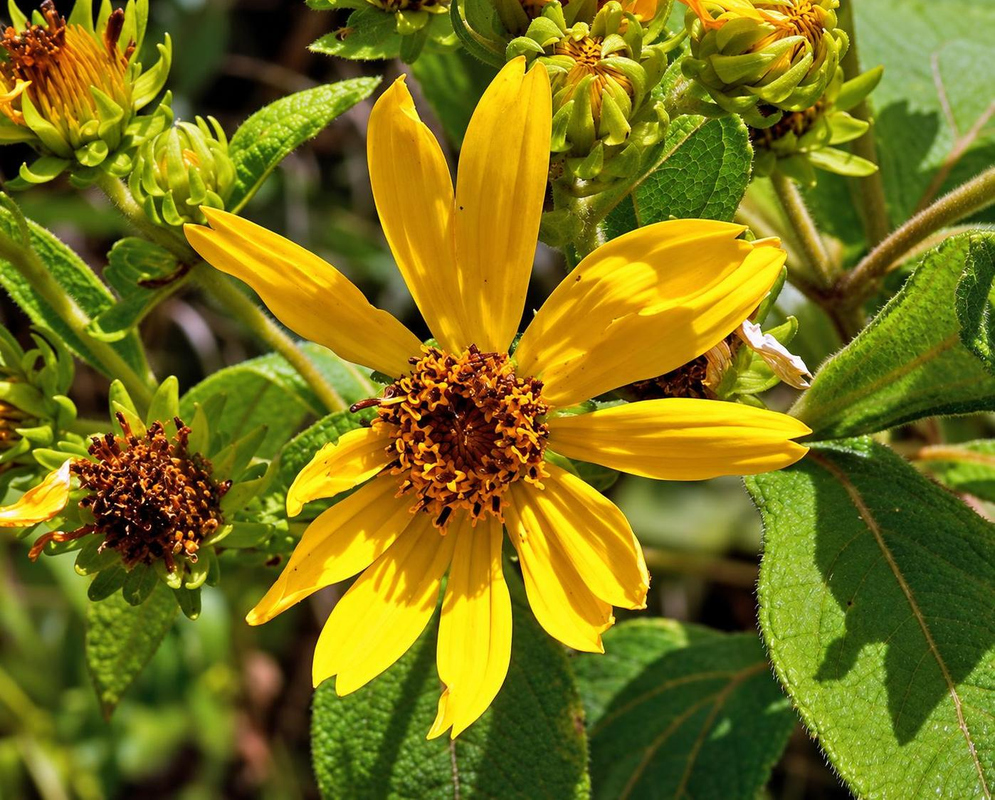A bright yellow Oyedaea verbesinoides flower head spreads rays around a reddish-brown centre