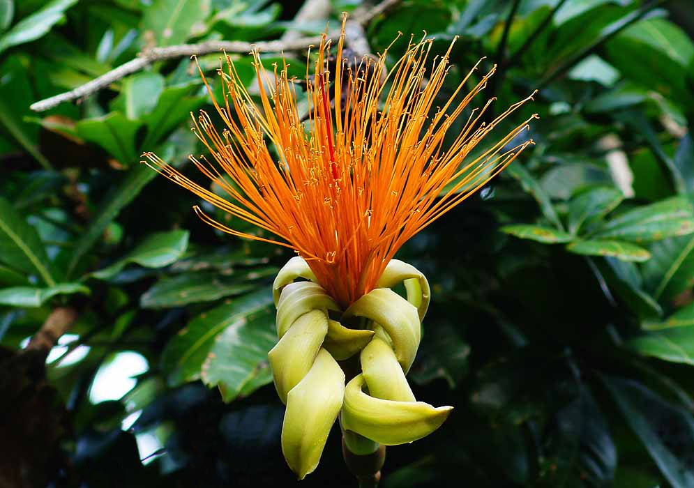 Pachira aquatica flower with yellowish petals and long orange stamens