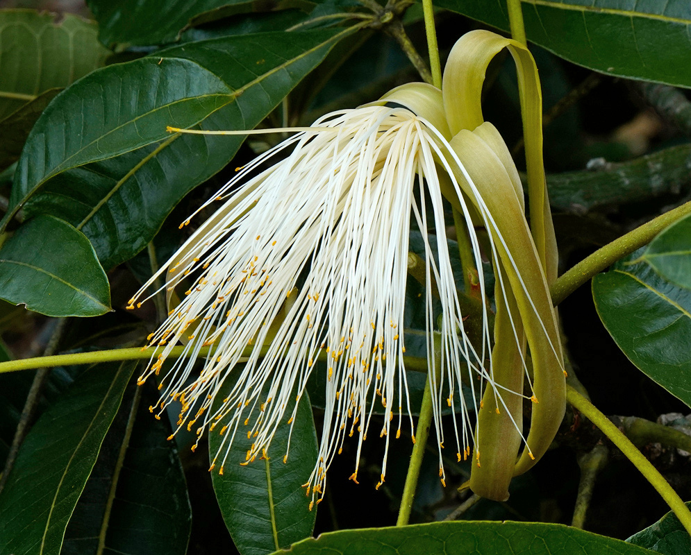 A hanging Pachira glabra flower spreads many long white stamens with yellow tips beneath recurved yellow-green petals