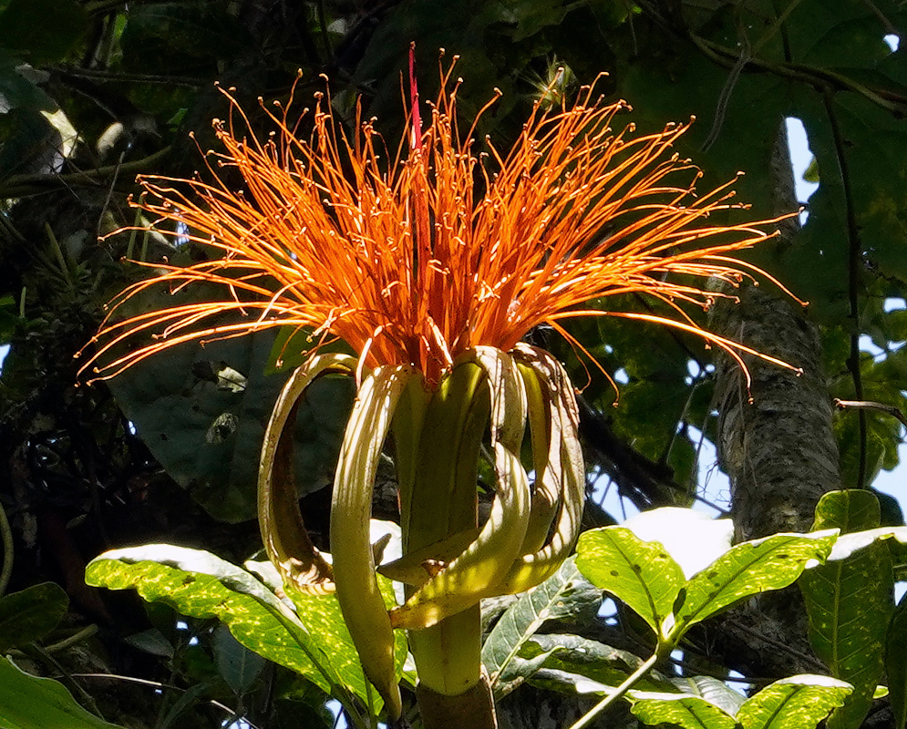 Orange-Stamen Flower of Pachira Tree in Tropical Forest Large tropical Pachira flower with bright orange, brush-like stamens and green curved sepals, blooming atop a tall stalk against a jungle canopy background