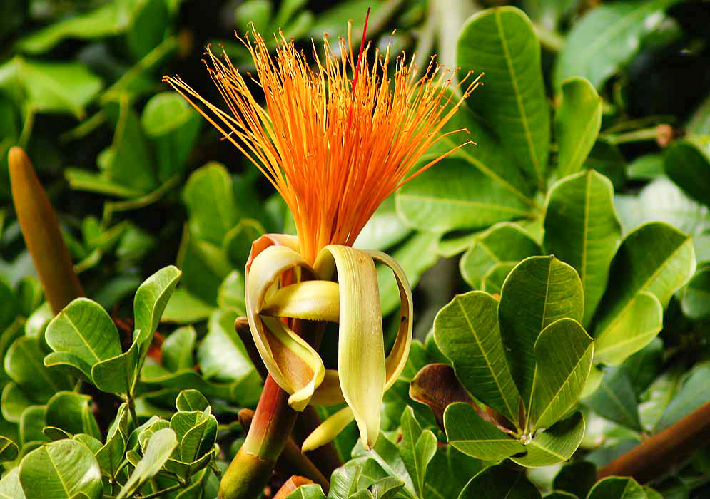 Pachira aquatica flower with yellowish drooping petals and long orange stamens in sunlight