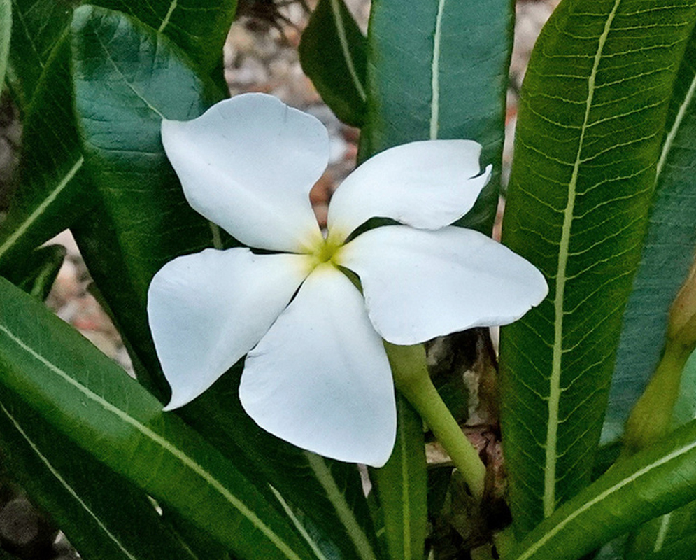 A white Pachypodium ambongense flower spreads five broad petals around a yellow-green centre