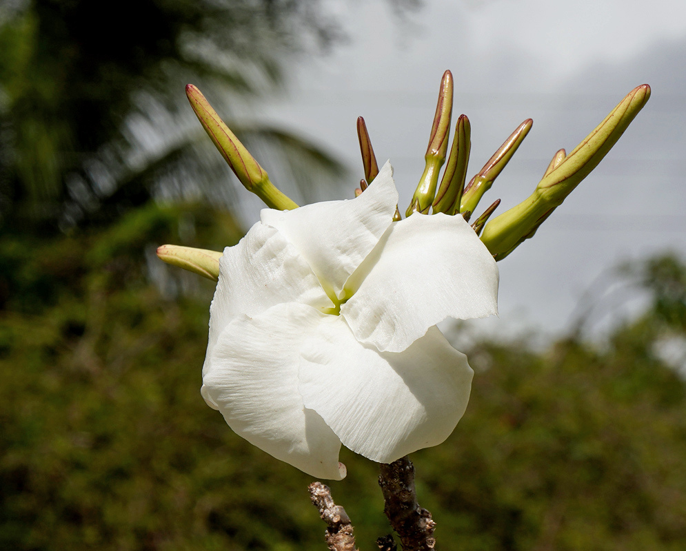 White Pachypodium decaryi flowers have five gently curved petals beside long yellowish buds