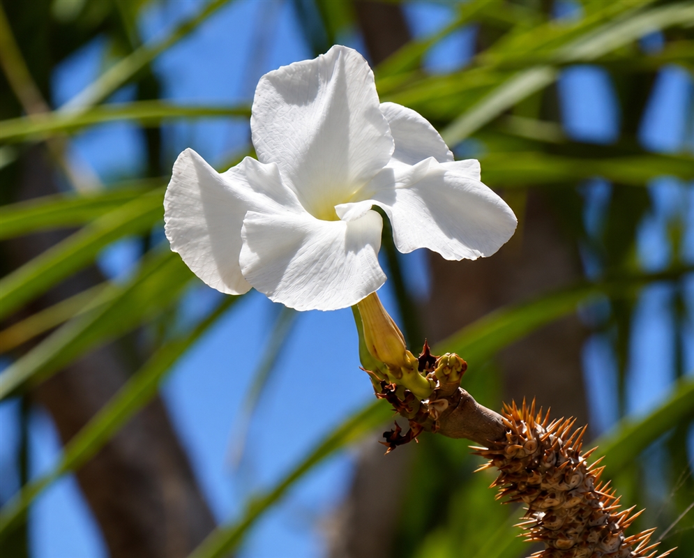 Pachypodium lamerei has a white flower against blue sky