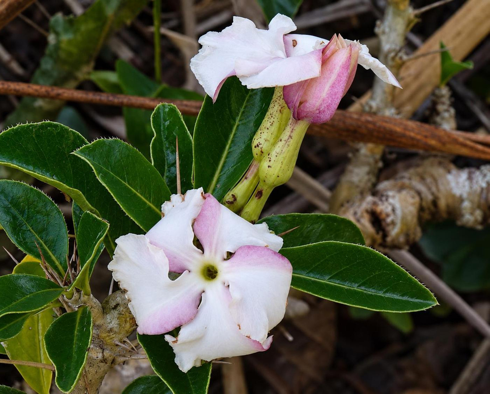 Pachypodium lealii has a saundersii white pink flower pair on leafy branch